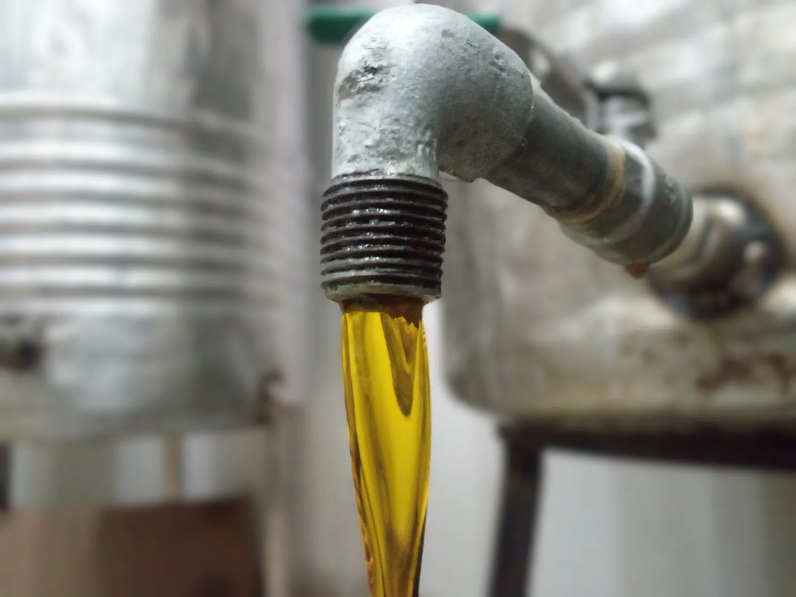 Fresh mustard oil flowing from the press